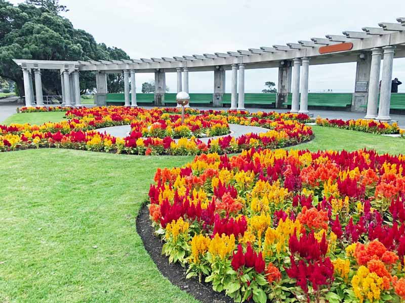 A park setting with multi-color Plume-Type Celosia Plantings in a Landscaped Park.