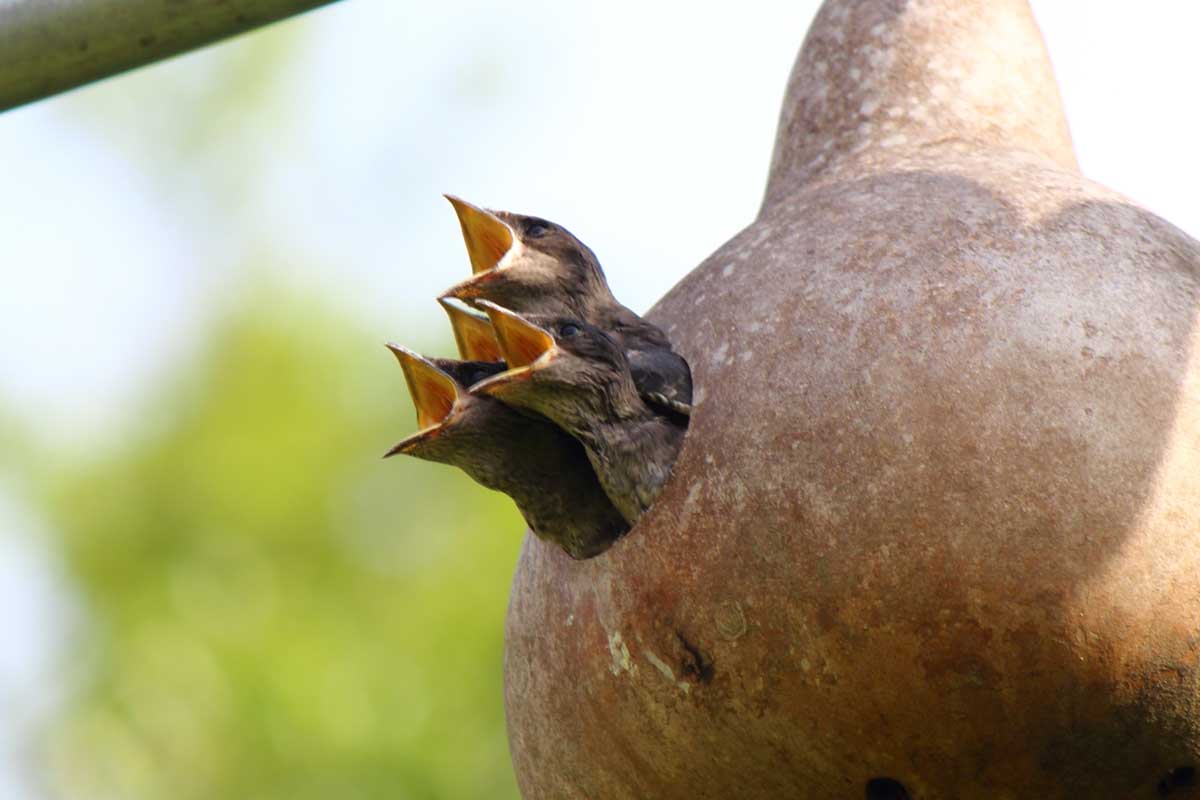 The baby purple martin chicks with their heads poking out of a nest made in a birdhouse gourd and begging for food.
