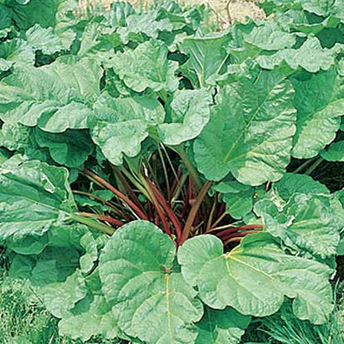 Oblique overhead square image of 'Victoria' rhubarb with reddish green stalks and green leaves.