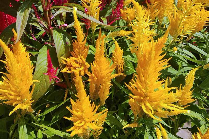 Close up of Yellow Plume-Type Celosia Flowers.