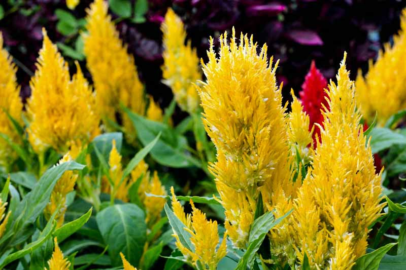 Yellow Plume-Type Celosia in a garden planting.