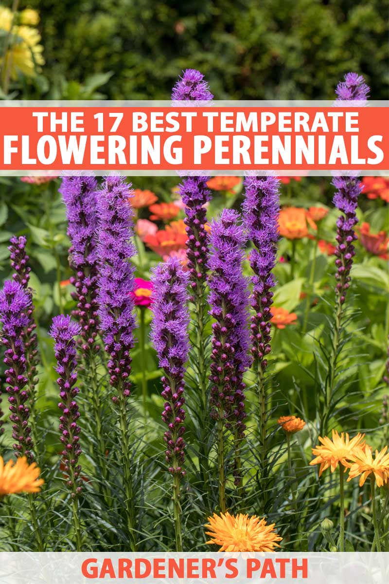 17 Flowering Perennials That Will Grow Anywhere Gardener S Path