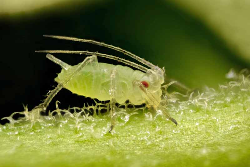 A macro shot of a green aphid.