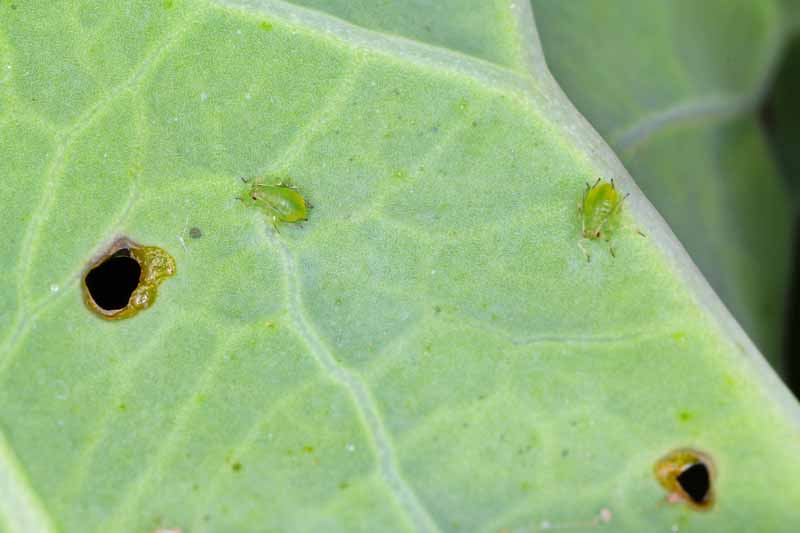 A close up horizontal image of aphids cutting holes in cauliflower leaves.