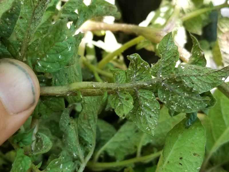 Yellow aphids covering potato plant leaves.