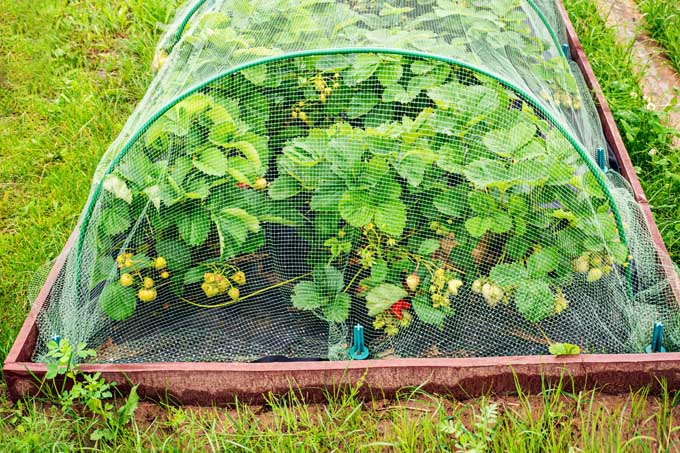 Bird netting over strawberry plants in a raised garden bed.