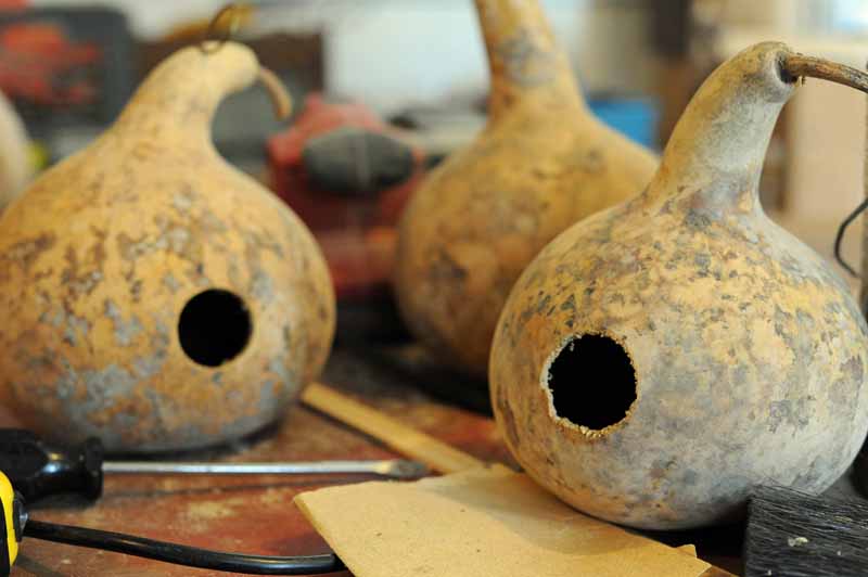 A close up horizontal image of birdhouse gourds with holes cut in them and seeds removed made into homes for birds.