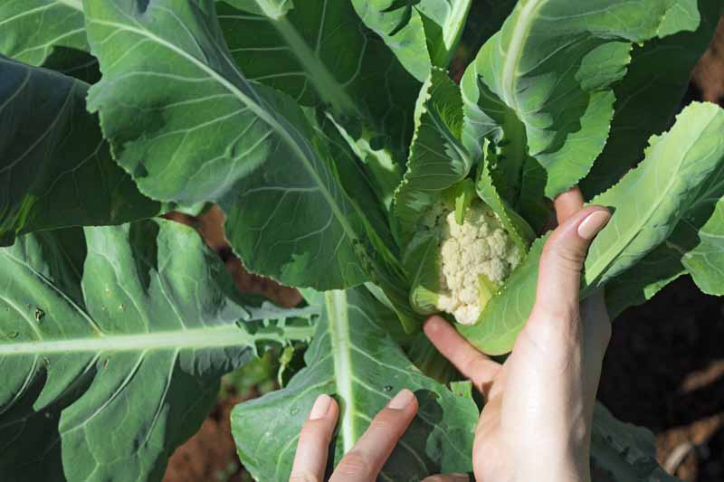 Human hands folding the leaves over the heads of cauliflower to blanch it or keep the sun off of it so that it remains white.