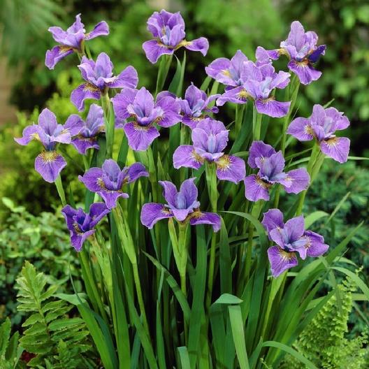 A clump of Blue Moon Siberian Iris in bloom.