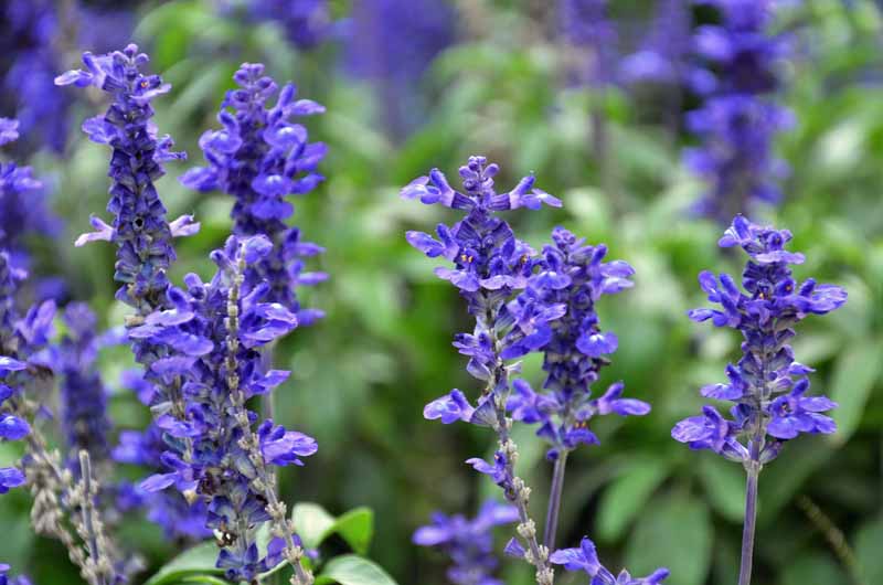 A close up horizontal image of bugleweed (Ajuga) in bloom growing in the garden pictured on a soft focus background.