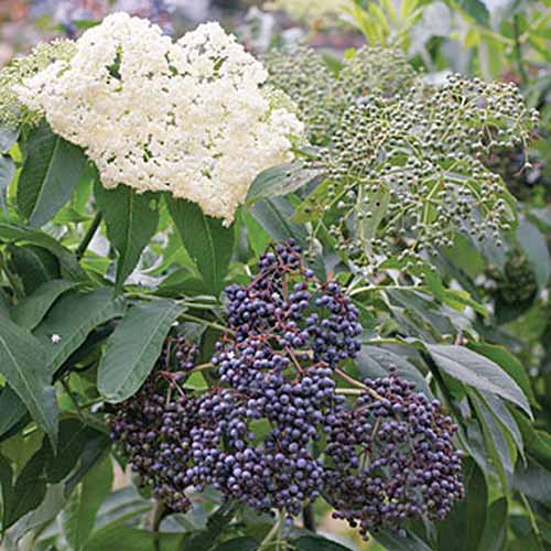 York and Adams elderberry with white flowers and dark purple fruit, on a shrub with green leaves.