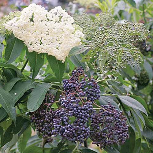 York and Adams elderberry with white flowers and dark purple fruit, on a shrub with green leaves.