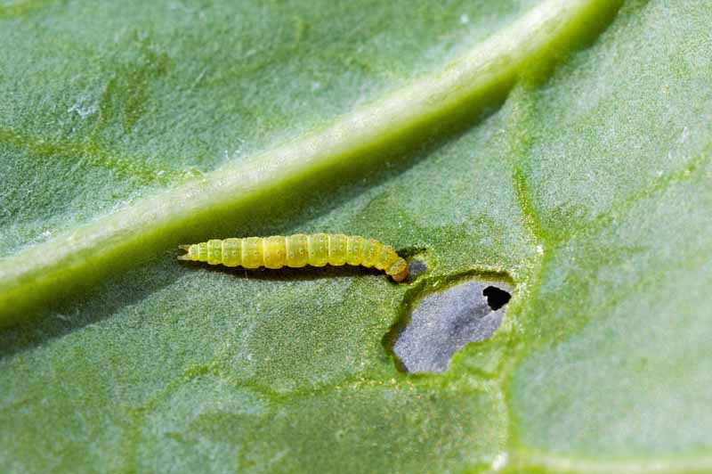 A close up horizontal image of a cabbage moth larva eating a hole in a leaf.