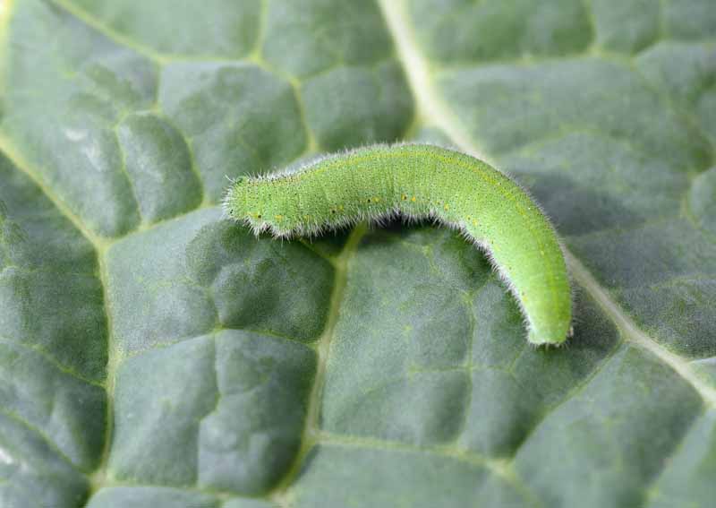 A close up horizontal image of a cabbage white caterpillar crawling on a leaf.