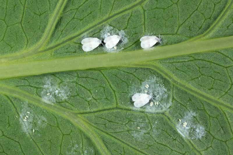 A close up horizontal image of four adult cabbage flies laying eggs on a leaf.