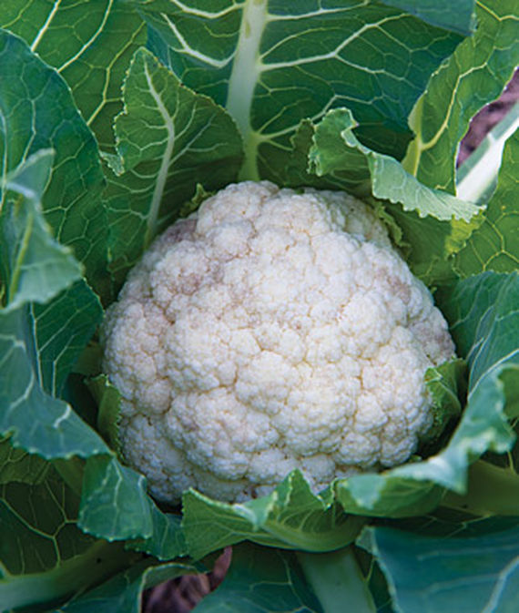 A head of Early White Hybrid Cauliflower growing in a veggie garden.