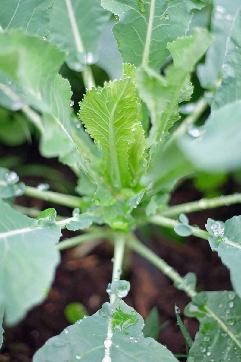 A close up vertical image of a young cauliflower seedling growing in the garden with droplets of water on the foliage.