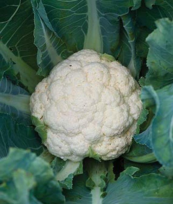White Corona Hybrid Cauliflower surrounded by green cole leaves growing in the garden.