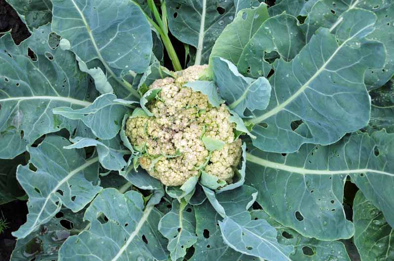 Top down view of a head of cauliflower growing in a garden that has been attacked by pests and disease with holes in its leaves and a discolored head.
