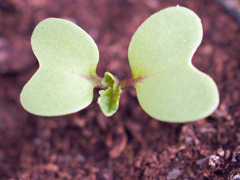 A close up horizontal image of a cauliflower seedling just pushing through the soil.