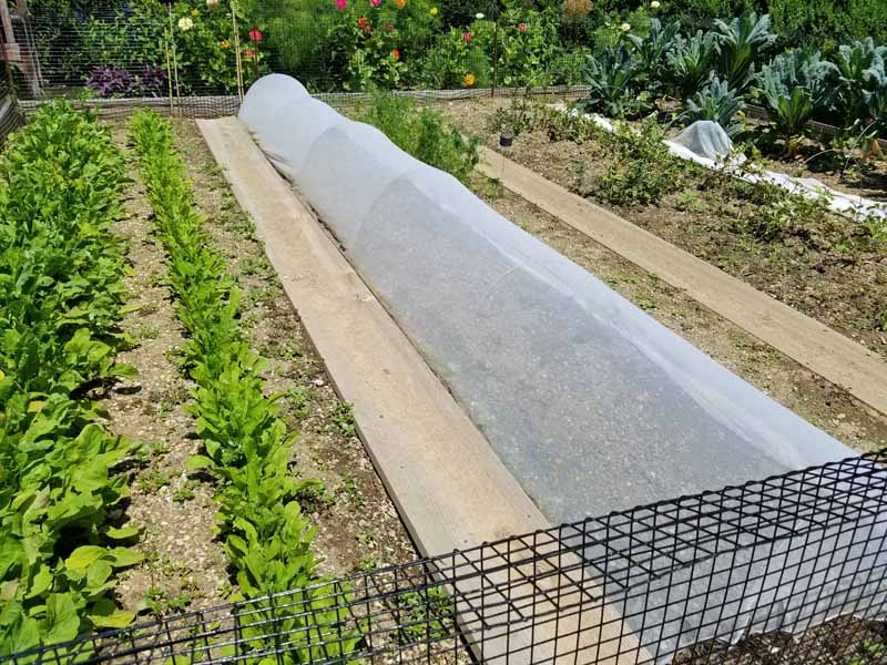 A floating row cover applied over potato plants.