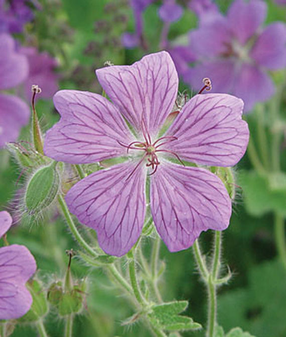 A close up square image of lavender colored hardy Geranium 'Rozanne.'