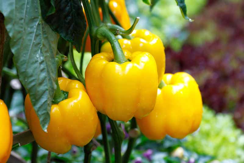 Grow Crunchy, Sweet Bell Peppers in Your Own Backyard