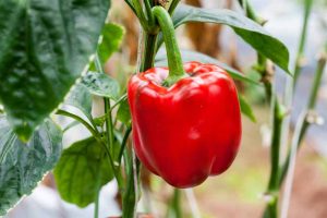 A close up horizontal image of a bright red bell pepper growing in the garden.