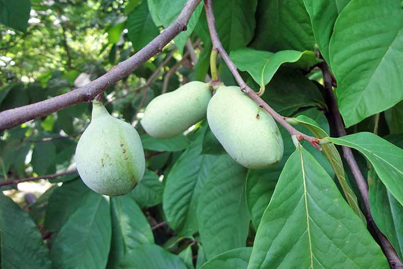 Young, developing fruit on the branches of a pawpaw tree.