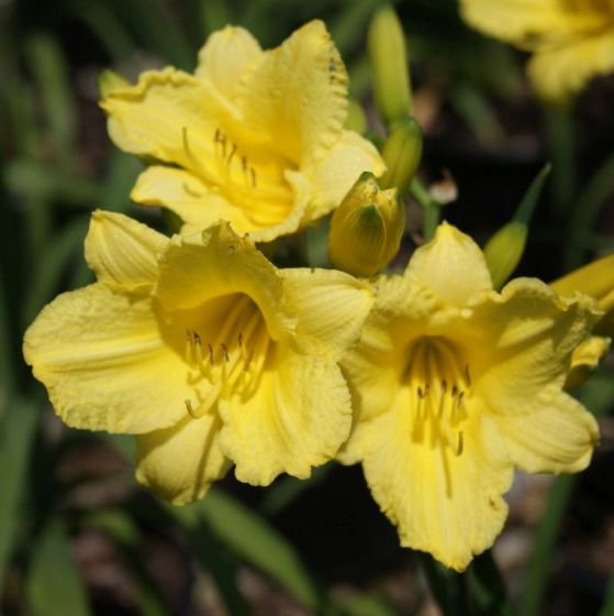 A close up square image of three blooms of yellow Happy Returns daylilies growing in the garden pictured on a soft focus background.