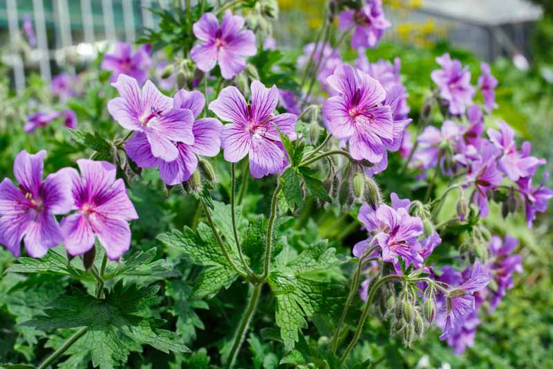 A close up horizontal image of purple cranesbill geraniums growing in the garden.