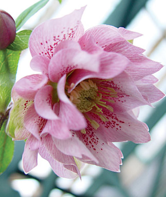 A close up vertical image of a Hellebore 'Phoebe' flower.