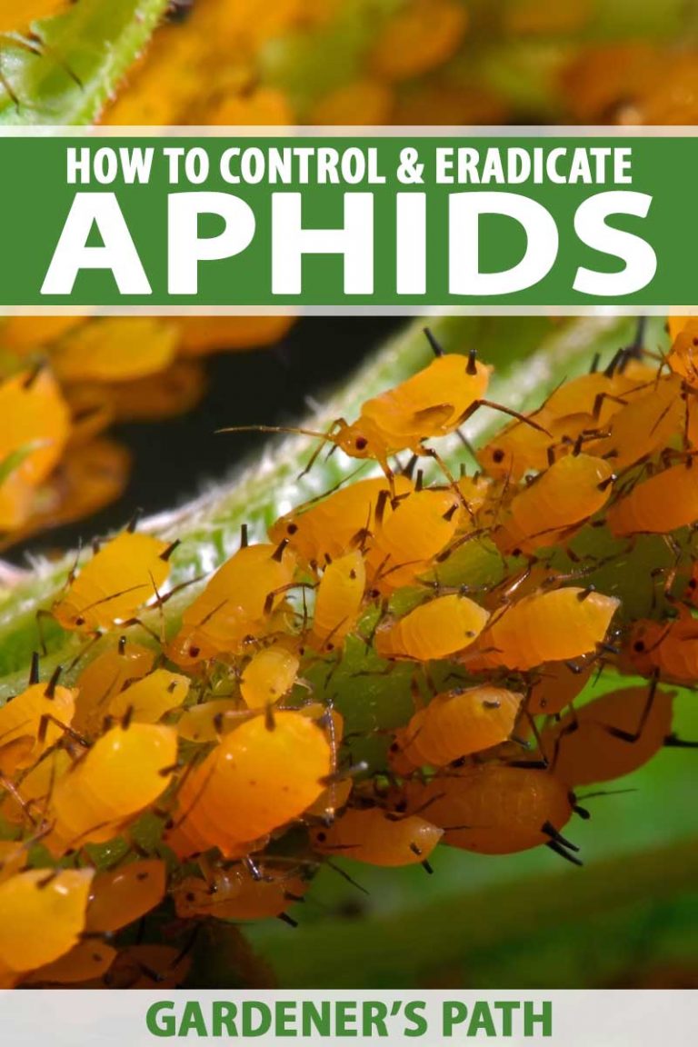 How to Control and Eradicate Aphids | Gardener's Path
