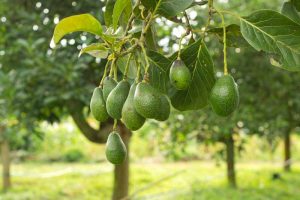 How to Grow and Care for Avocado Trees