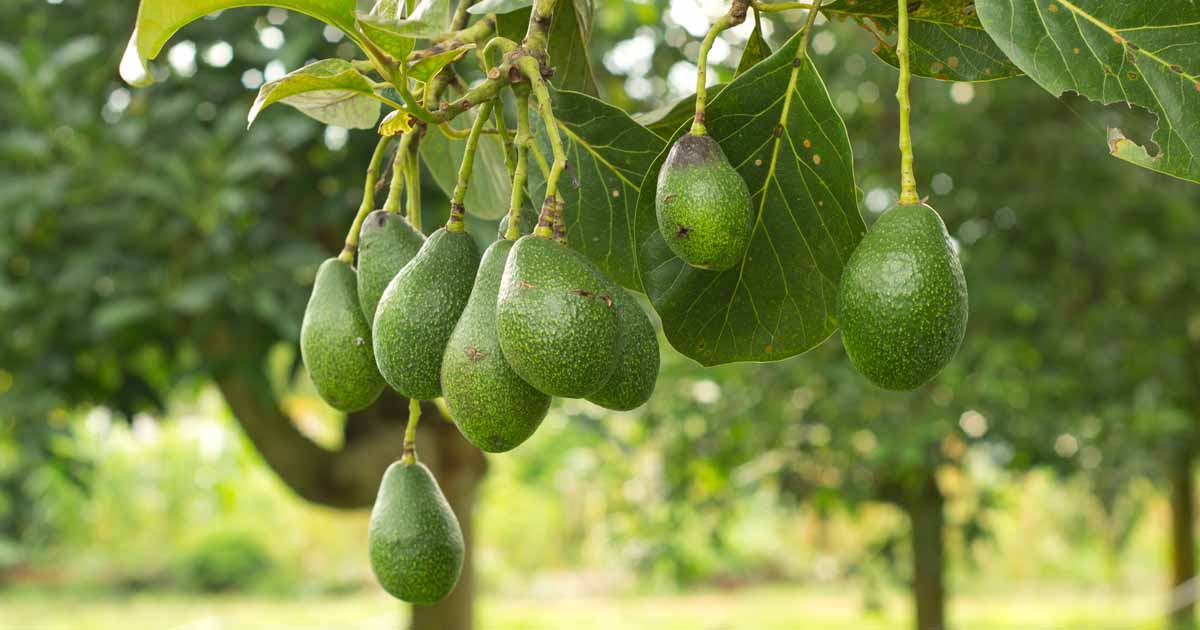 Hvor ofte producerer et avocadotræ frugt