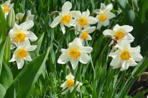Daffodils in bloom with white petals and yellow centers.