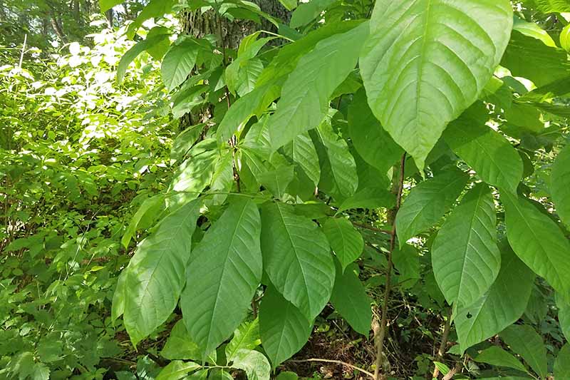 Healthy, emerald-green leaves of a pawpaw tree in a forest, pictured in light filtered sunshine on with trees and shrubs in soft focus in the background.