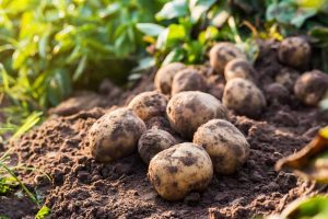 Fresh organic potatoes dug up in a backyard veggie patch sitting on dark, rich garden soil.