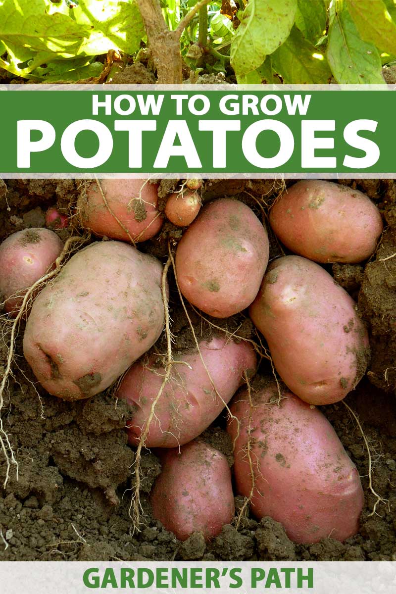 how to plant and grow potatoes | gardener's path