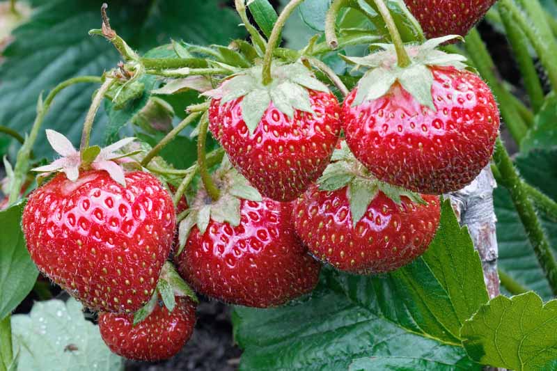 A close up horizontal image of ripe red strawberries ready to harvest.