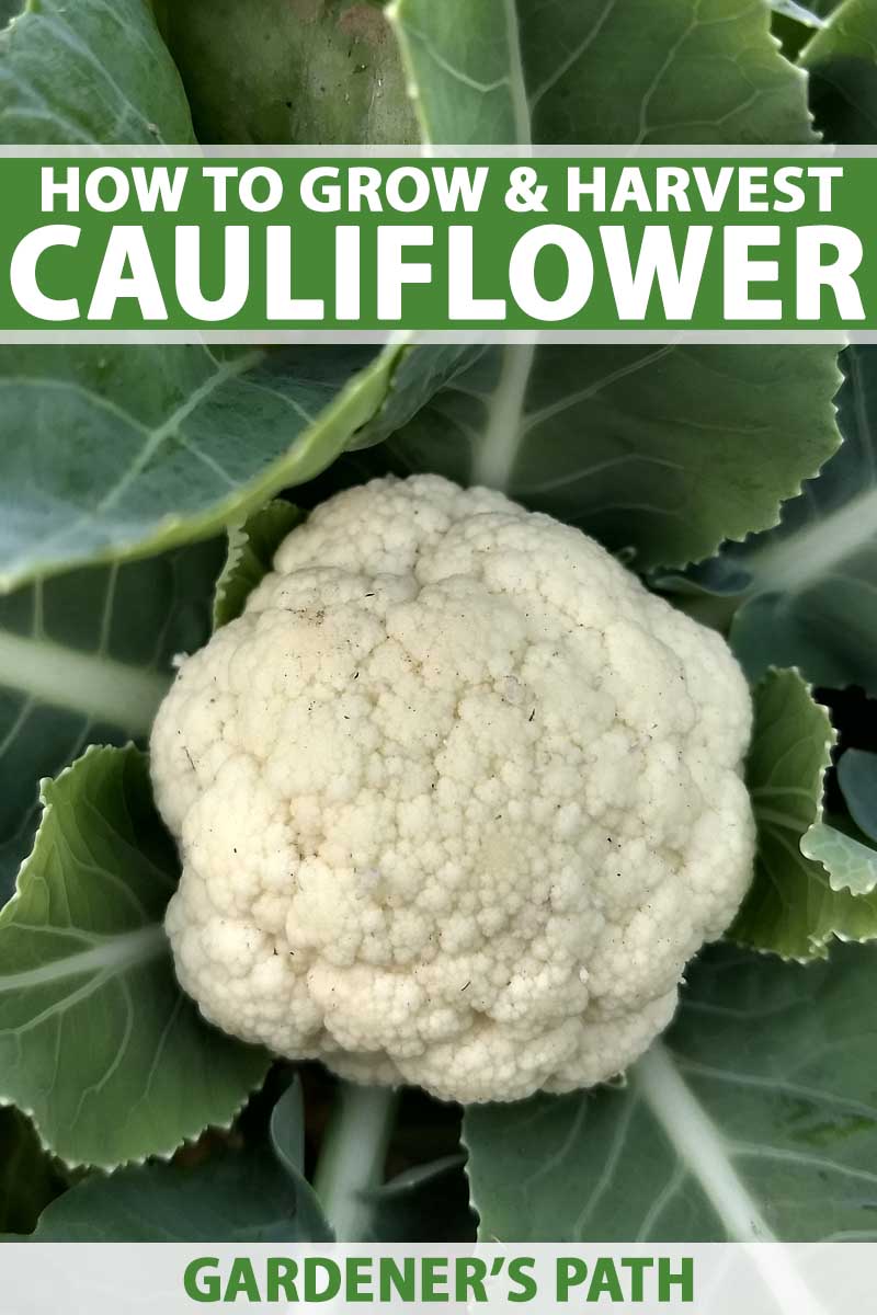 How To Successfully Grow Harvest Cauliflower Gardener S Path