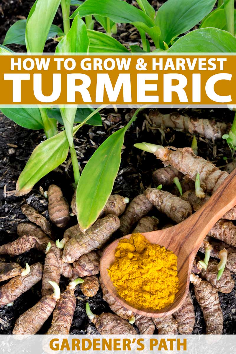 make money growing turmeric