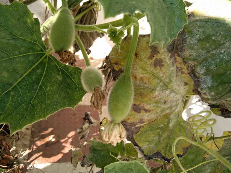 A close up horizontal image of three birdhouse gourds forming on a vine with yellow and brown leaves in the background.