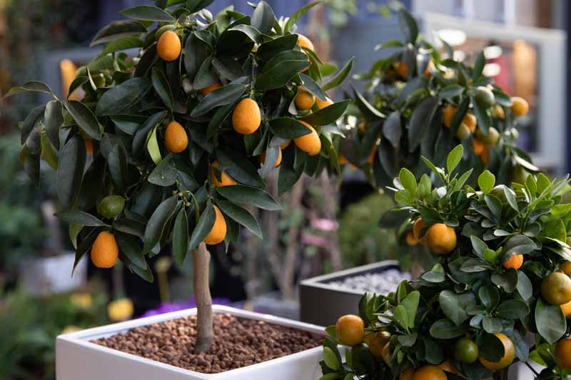 A close up horizontal image of dwarf citrus trees growing in pots.