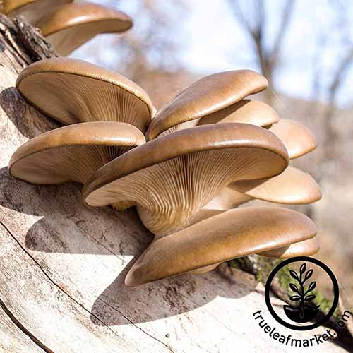 A close up square image of Pearl oyster mushrooms growing on a log pictured in light sunshine. To the bottom right of the frame is a black circular logo with text.