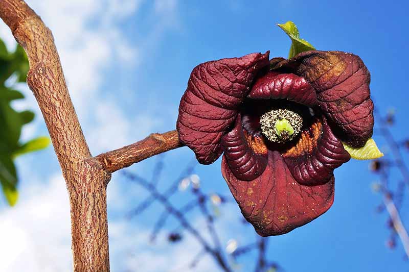 A large purple flower on a tree of the American pawpaw.
