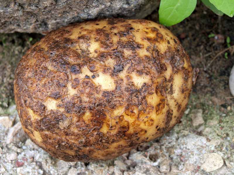 Potato Scab on a white potato. Close up with the spud sitting on a rock. 