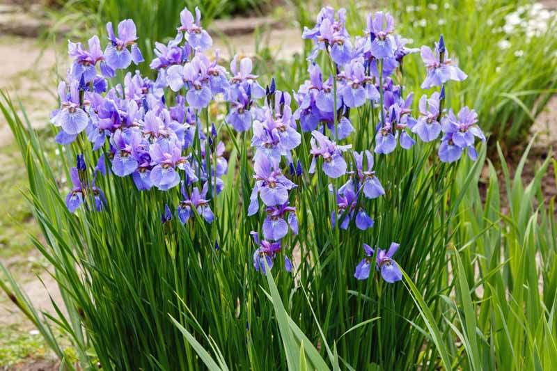 A close up horizontal image of a clump of blue Siberian Iris (Iris sibirica) in bloom growing as a feature in a flower garden.
