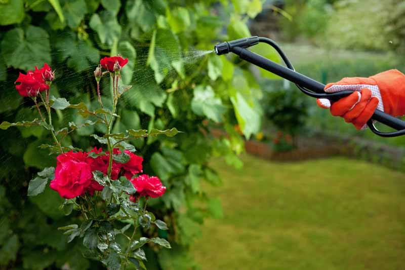 A pair of gloved hands uses a water wand to spay aphids off a rose bush.