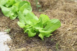 Plant Your Salad Greens Early: Tips for Growing Lettuce and Microgreens